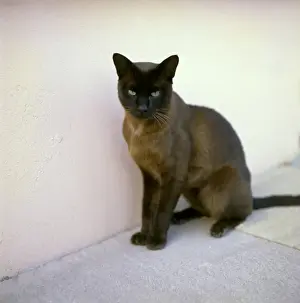 Siamese cat