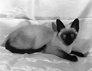 Images Dated 28th November 2018: A SIAMESE CAT