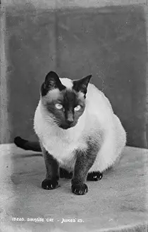 Curious Prints: Siamese Cat