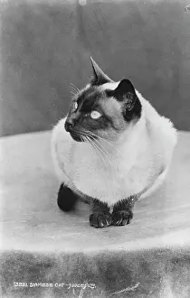 Feline Prints: Siamese Cat