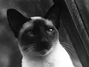 Siamese Prints: Siamese Cat