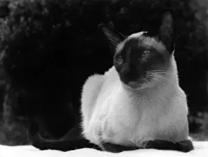 Siamese Cat