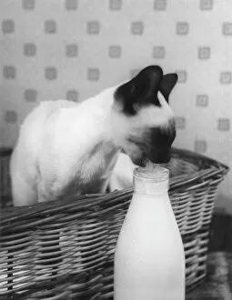 Wicker Gallery: Siamese Cat Gets Cream
