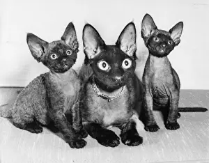 Siamese Prints: Siamese cat and two kittens