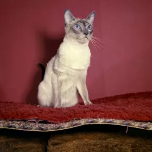 Images Dated 27th January 2017: Siamese cat with red background