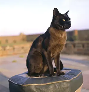 Kaye Prints: Siamese cat sitting on a stool