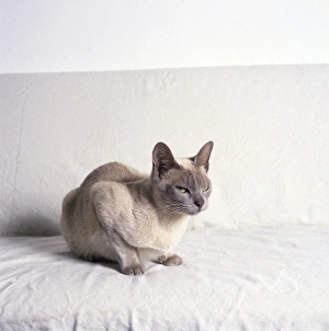 Images Dated 27th January 2017: Siamese cat with white background