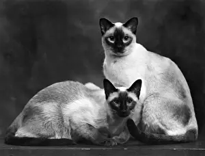 Siamese Prints: TWO SIAMESE CATS 1949
