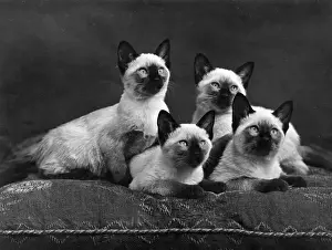 FOUR SIAMESE CATS (B / W)