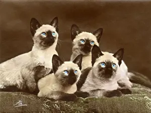 Beautifully Prints: FOUR SIAMESE CATS (COL. )