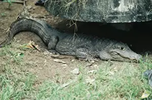 Siamese Crocodile