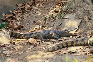 Siamese Crocodile