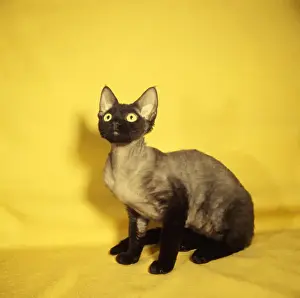 Siamese kitten with yellow background