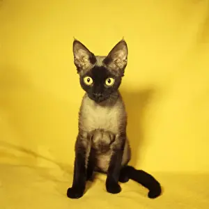 Kaye Prints: Siamese kitten with yellow background