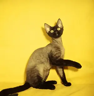 Siamese kitten with yellow background