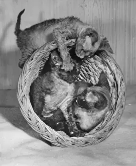 Siamese Prints: Three Siamese kittens with wastepaper basket
