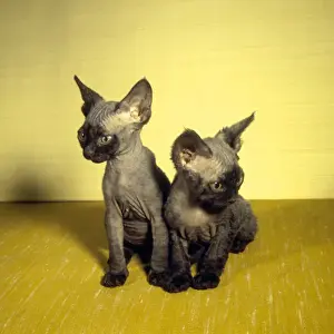 Two Siamese kittens with yellow background