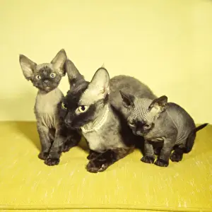 Kaye Prints: Siamese mother cat and two kittens with yellow background