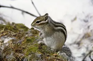 Sibiricus Prints: Siberian chipmunk feeds on forest floor