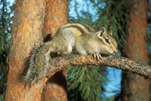 Sibiricus Prints: Siberian Chipmunk - hiding on pine tree