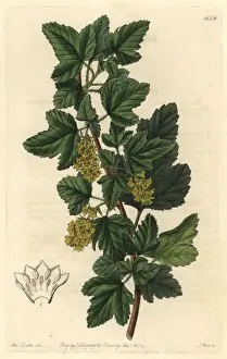Sydenhamedwards Prints: Siberian currant, Ribes orientale
