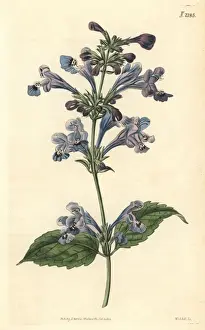 Siberian dragons head, Dracocephalum sibiricum