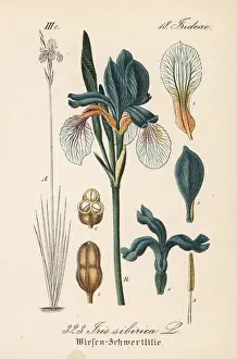 Sibirica Prints: Siberian flag, Iris sibirica