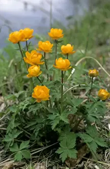Trollius Prints: Siberian globeflower flowering on river Taz bank, spring