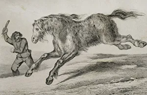 Vernier Prints: Siberian horse with winter coat - Lemaitre, Vernier, Monnin