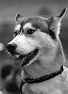 Husky Prints: SIBERIAN HUSKY 1974