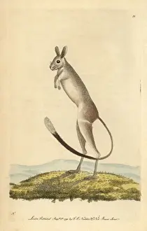 Sibirica Prints: Siberian jerboa, Allactaga sibirica