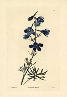 Loddiges Collection: Siberian larkspur, Delphinium grandiflorum