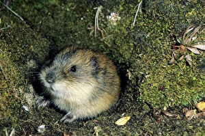 Siberia Collection: Siberian Lemming - adult by its burrow in tundra