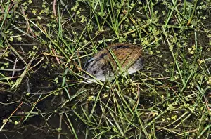 Lemming Prints: Siberian Lemming - adult crosses a puddle (Lemmings