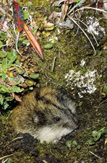 Lemming Prints: Siberian Lemming - adult at the entrance of its burrow