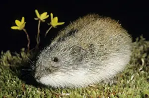 Lemming Prints: Siberian Lemming - adult after feeding at dusk
