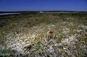 Lemming Prints: Siberian Lemming - adult feeds on vegetation
