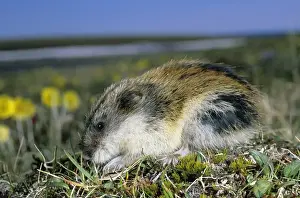 Siberian Lemming - adult on its guard while feeding