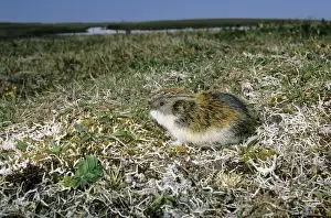 Lemming Prints: Siberian Lemming - adult on its guard while feeding