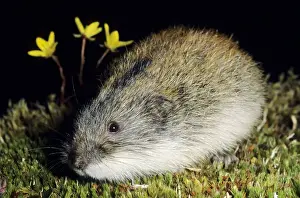 Lemming Prints: Siberian Lemming - adult keeps motionless in an