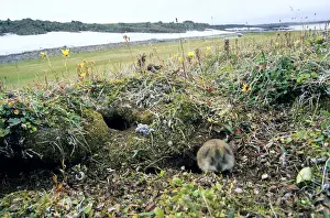 Nests Prints: Siberian Lemming - adult near its burrow (the shape