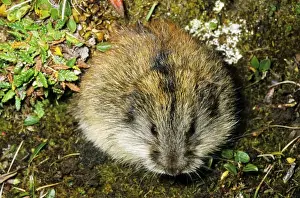 Siberian Lemming - adult near its burrow in tundra