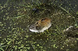 Lemming Prints: Siberian Lemming - adult sniffs air prior to crossing