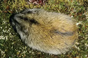 Lemming Prints: Siberian Lemming - adult from above - A typical