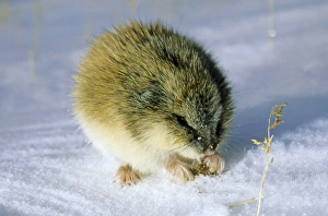 Siberia Collection: Siberian Lemming - adult in winter; feeds on dwarf