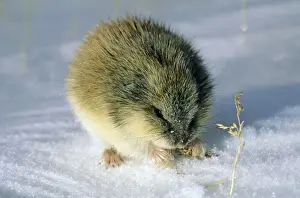 Lemming Prints: SIBERIAN LEMMING - Feeding on dry grass