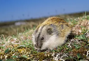 Lemming Prints: SIBERIAN LEMMING - feeding on grass
