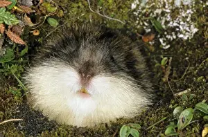 Nest Prints: Siberian Lemming muzzle adult at the entrance