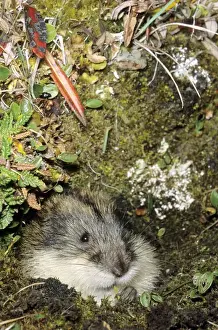 Nests Prints: Siberian Lemming muzzle adult nibbles grass by