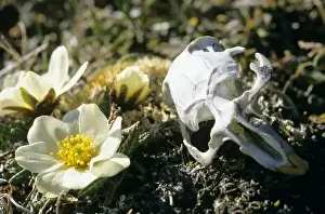 Lemming Prints: Siberian Lemming - skull in tundra (typical scene